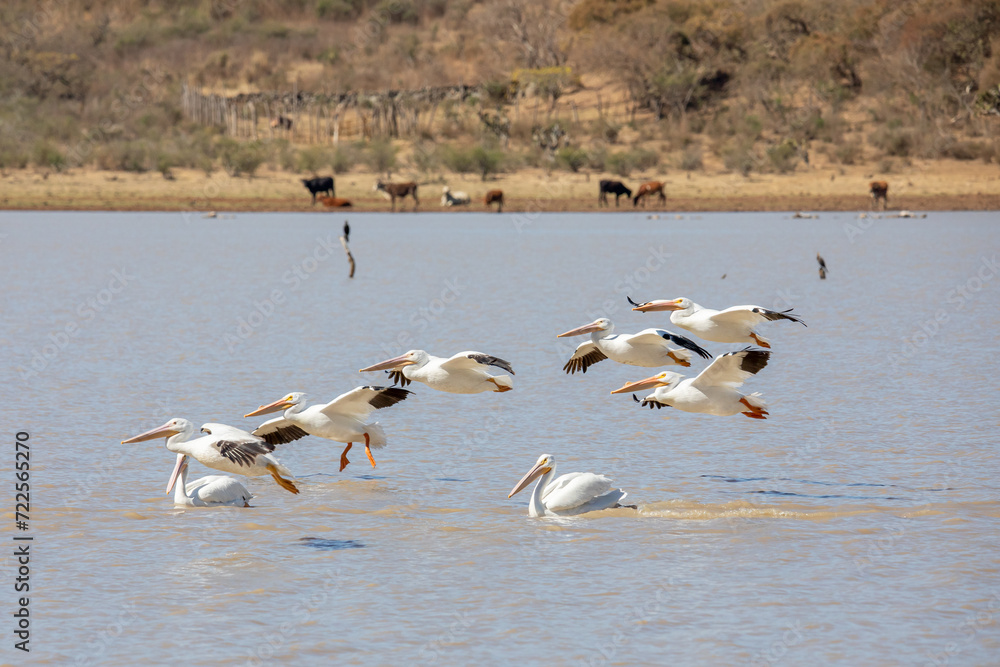 pelicano blanco americano (Pelecanus erythrorhynchos) en tenamaxtlan jalisco