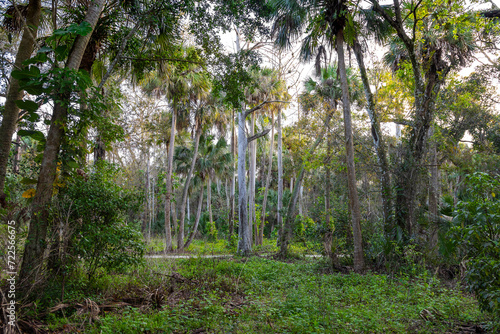 Lush subtropical forest with tall palms  ideal for environmental awareness  ecotourism  and as a tranquil natural backdrop. 