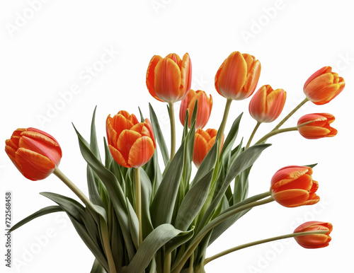 Bouquet of orange tulips isolated on white background