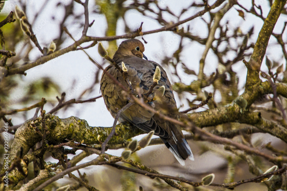 Mourning Dove Sitting in a Bare Magnolia Tree During a Cold Winter Day Mourning Dove Sitting in a Bare Magnolia Tree During a Cold Winter Day