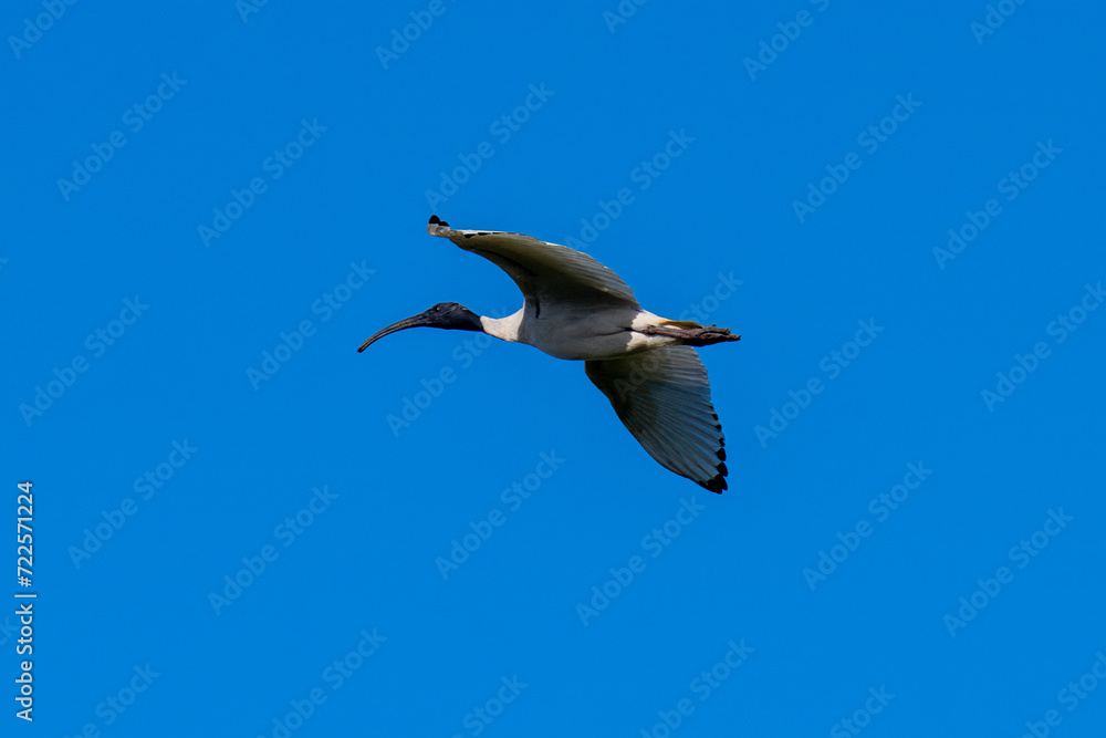 Australian White Ibis flying in a clear blue afternoon sky Australian White Ibis flying in a clear blue afternoon sky