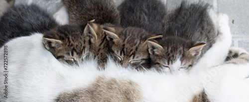 Little cute kittens suck milk from mom cat