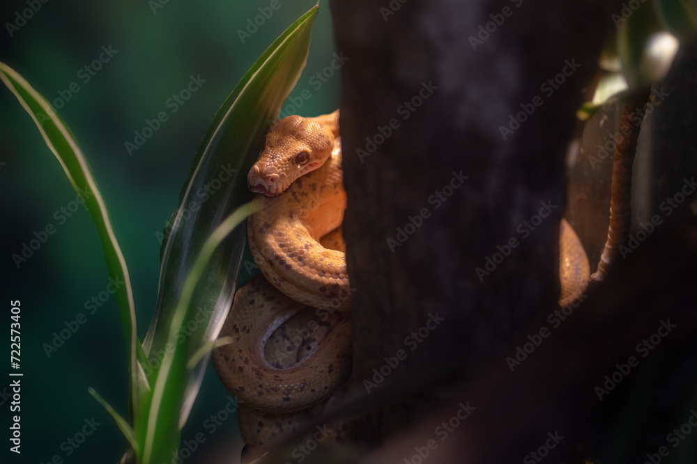 Amazon Tree Boa snake (Corallus hortulanus) Amazon Tree Boa snake (Corallus hortulanus)