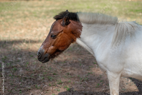 Miniature Horse  Equus ferus caballus 