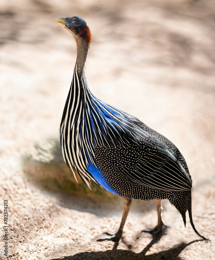 Vulturine Guineafowl (Acryllium vulturinum) bird