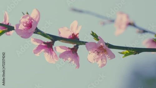 Branches Of Flowering Almond. Pink Sakura Flower Bloom In Spring Season. Flowering Almond Tree In Garden.