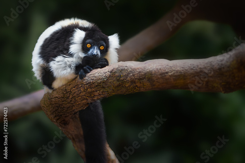 Black-and-white Ruffed Lemur (Varecia variegata) - Madagascar Primate photo
