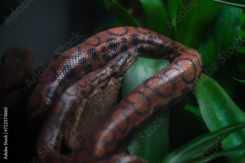 Rainbow Boa snake (Epicrates cenchria cenchria) photo