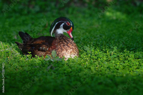 Male Wood Duck (Aix sponsa) or Carolina Duck