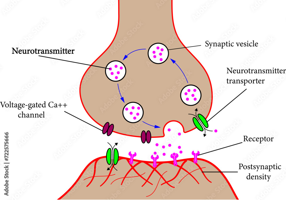 Obraz premium Structure of a typical chemical synapse.Vector illustration.