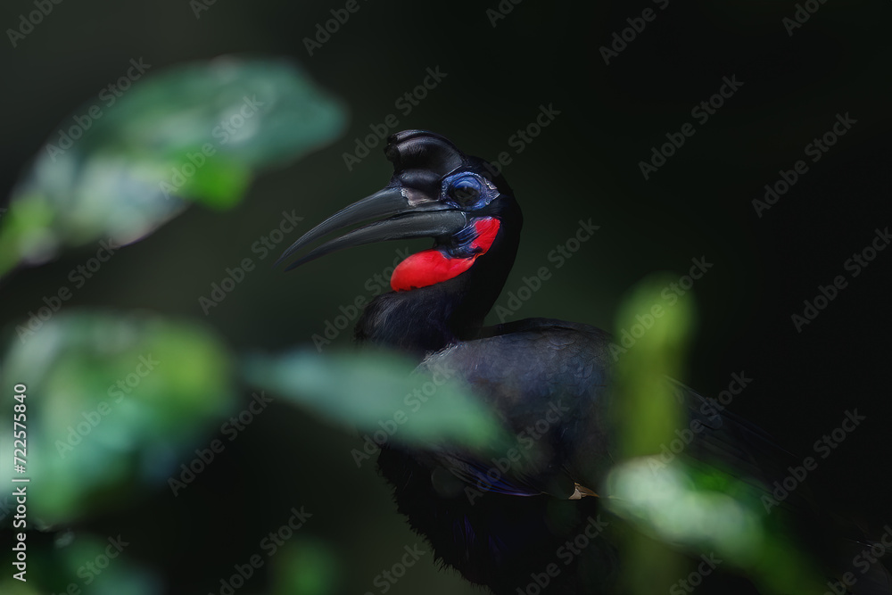 Naklejka premium Male Abyssinian Ground Hornbill (Bucorvus abyssinicus)