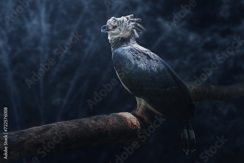 Tableau sur toile Harpy Eagle (Harpia harpyja) on a blue background