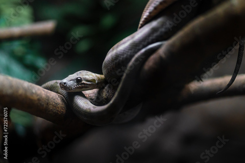 Amazon Tree Boa snake (Corallus hortulanus) photo