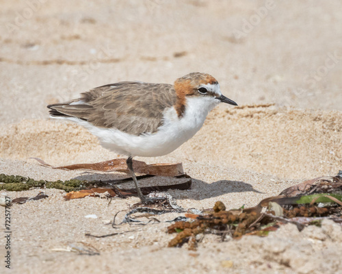 Red-capped Plover or Red-capped Dotterel (Charadrius ruficapillus) standing on a sandy beach - Port Vincent, Yorke Peninsula, South Australia photo
