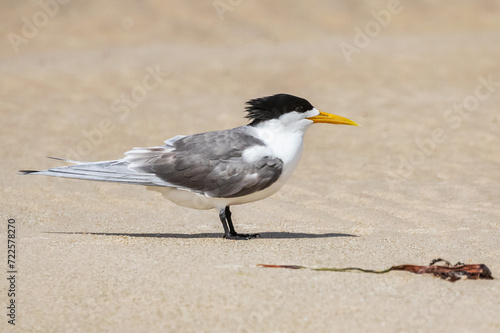 Greater Crested Tern (Thalasseus bergii) standing on a sandy beach - Port Vincent, Yorke Peninsula, South Australia