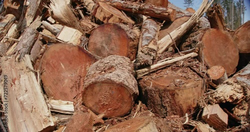 Pan of giant cut trees laying on the ground