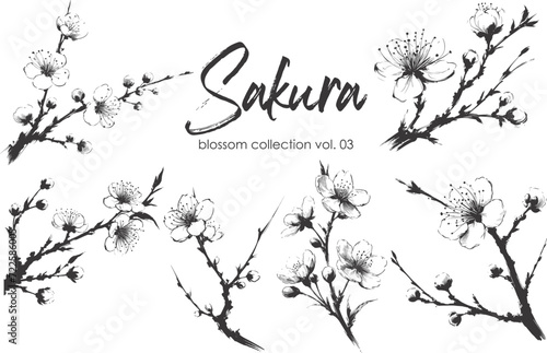 Cherry flower blossom collection. Spring almond  sakura  apple tree branch  hand draw doodle vector illustration. Cute black ink art  isolated on white background. Realistic floral bloom sketch.