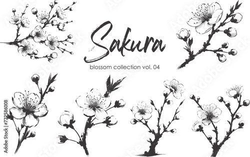 Cherry flower blossom collection. Spring almond, sakura, apple tree branch, hand draw doodle vector illustration. Cute black ink art, isolated on white background. Realistic floral bloom sketch.