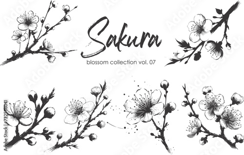 Cherry flower blossom collection. Spring almond, sakura, apple tree branch, hand draw doodle vector illustration. Cute black ink art, isolated on white background. Realistic floral bloom sketch.