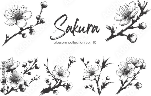 Cherry flower blossom collection. Spring almond, sakura, apple tree branch, hand draw doodle vector illustration. Cute black ink art, isolated on white background. Realistic floral bloom sketch. #722586082