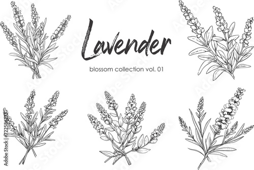 Lavender line art vector illustration set isolated on white. Flower black ink sketch. Modern minimalist hand drawn design. photo