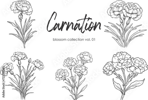 Carnation line art vector illustration set isolated on white. Flower black ink sketch. Modern minimalist hand drawn design.