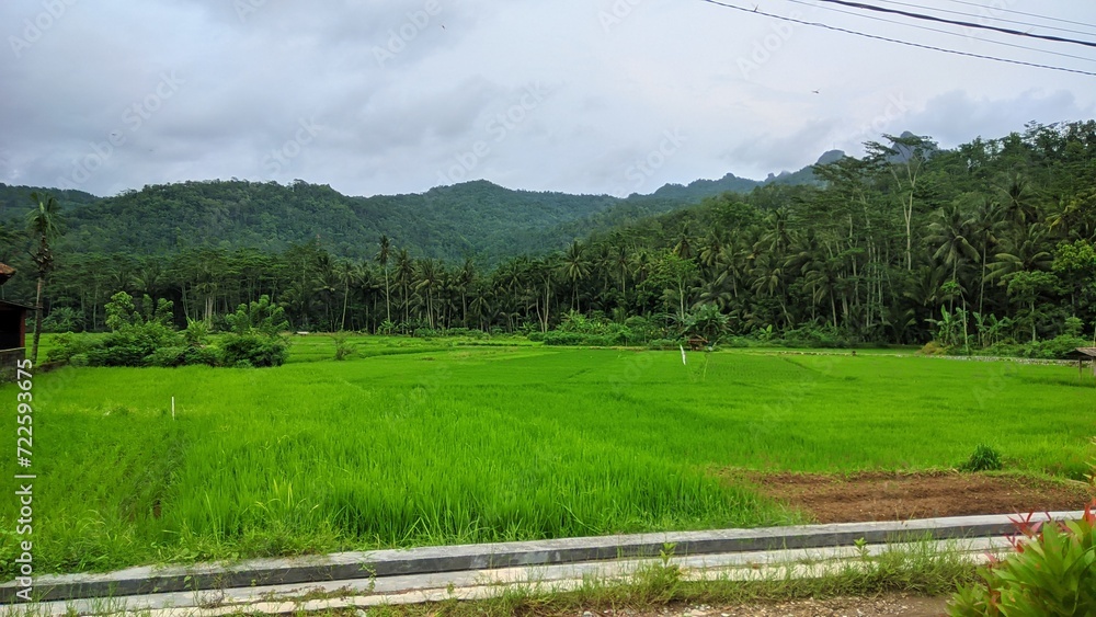 Views of rice fields and mountains 
