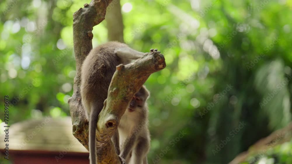 Two Monkeys Frolicking On Branch Two Monkeys Frolicking On Branch