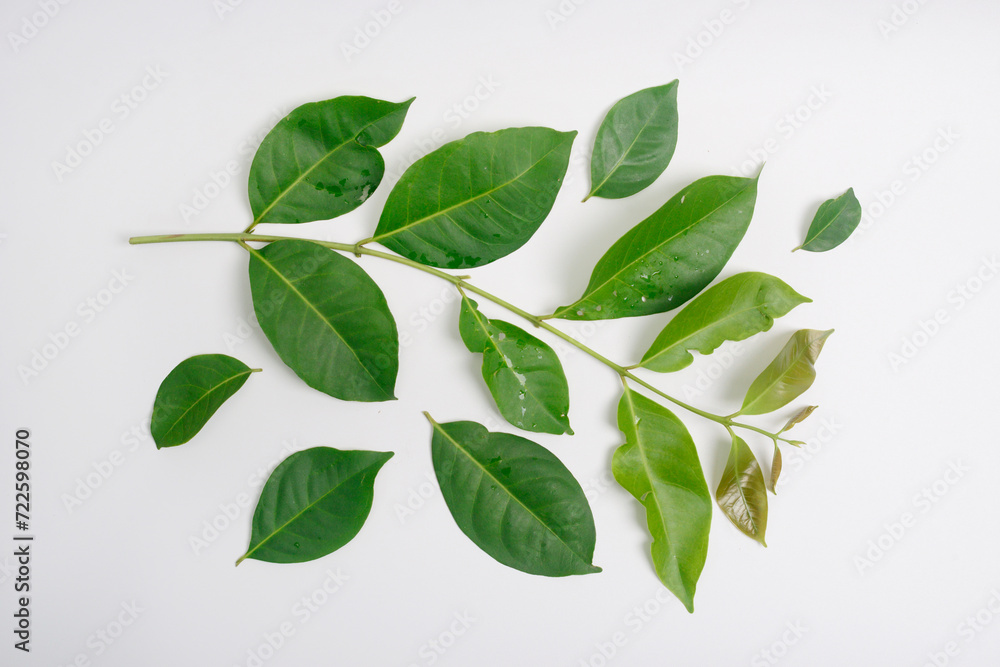 Bay leaf, Syzygium polyanthum, is the name of the tree that produces spice leaves used in Indonesian cooking