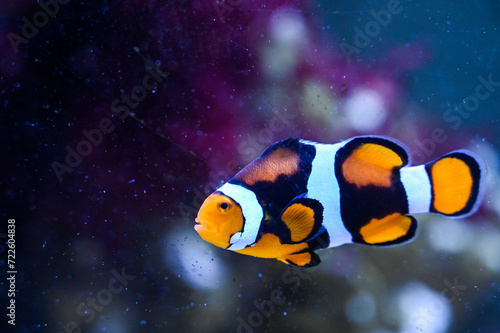 Ocellaris Clownfish swimming in a reef tank at aquarium. Colorful tropical fishes in oceanarium. Underwater tropical coral reef.