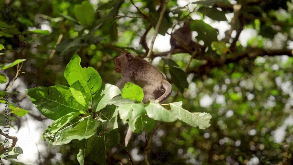 Playful Monkey Swinging On Tiny Tree Branch Playful Monkey Swinging On Tiny Tree Branch