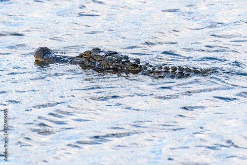 American Alligator Swims on the Surface of Lake Pontchartrain in Metairie, Louisiana, USA © William A. Morgan