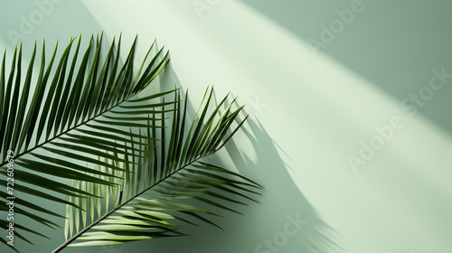 palm leaves with shadow on green background with copy space for design element