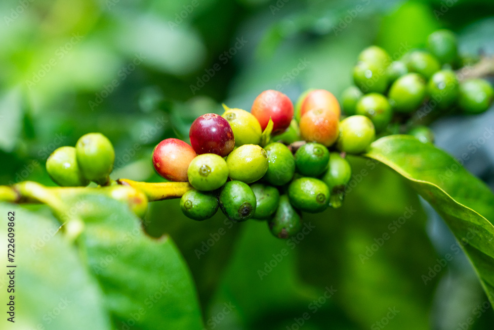 Red coffee beans field in the coffee farm picking with fresh red coffee beans, Robusta, Arabica coffee berries by agriculturist hands, red berry branch in farm, harvesting in mountain. Red coffee beans field in the coffee farm picking with fresh red coffee beans, Robusta, Arabica coffee berries by agriculturist hands, red berry branch in farm, harvesting in mountain.