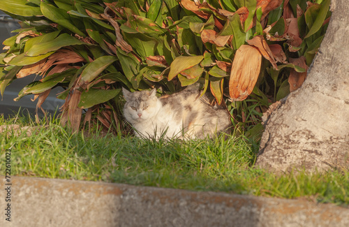 日向ぼっこを楽しむ猫のほっこりする一コマ © 隆行 平家