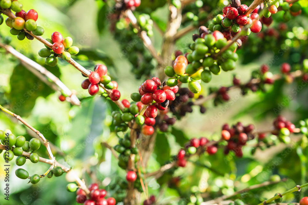 Coffee plant fruit red berry branch in the coffee farm with fresh red and green coffee beans and harvesting in mountain plantation, trees coffee beans ripening, Coffee plant fruit red berry branch in the coffee farm with fresh red and green coffee beans and harvesting in mountain plantation, trees coffee beans ripening,