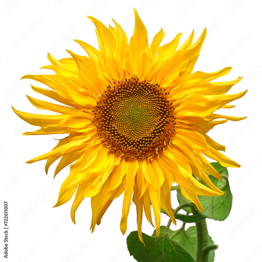 Sunflower head isolated on white background. Sun symbol. Flowers yellow, agriculture. Seeds and oil Sunflower head isolated on white background. Sun symbol. Flowers yellow, agriculture. Seeds and oil