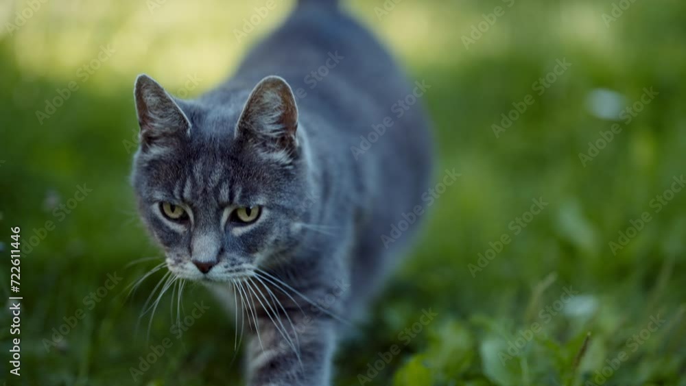 Close-Up Of Cute Cat On Green Grass Close-Up Of Cute Cat On Green Grass
