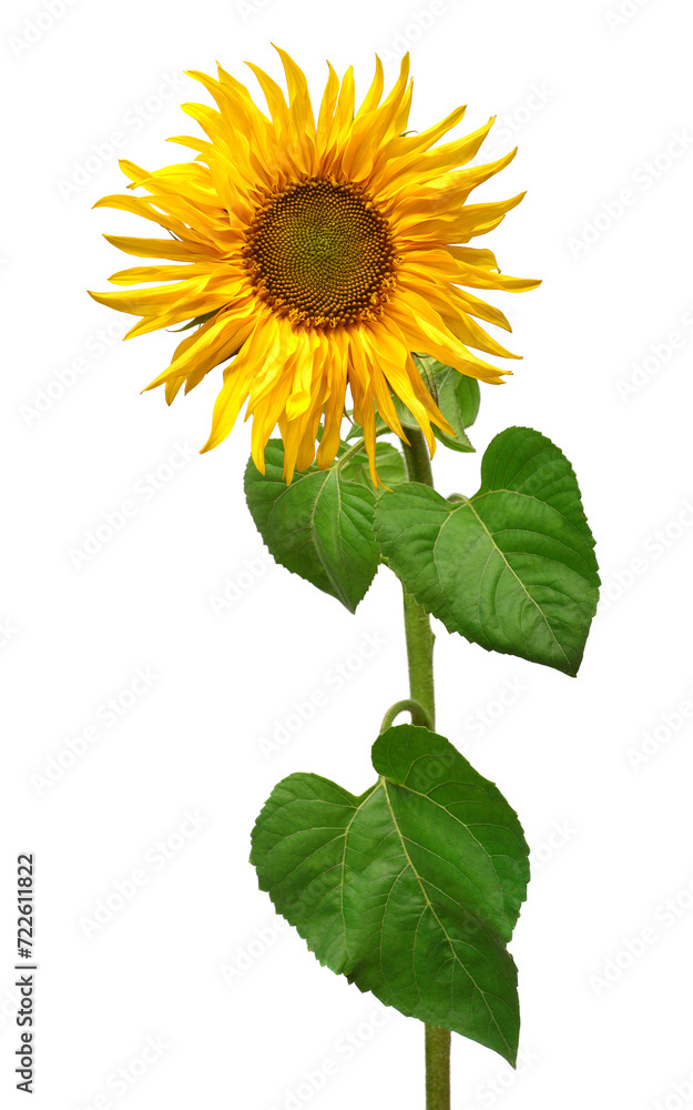 Obraz premium Sunflower isolated on white background. Sun symbol. Flowers yellow, agriculture. Seeds and oil