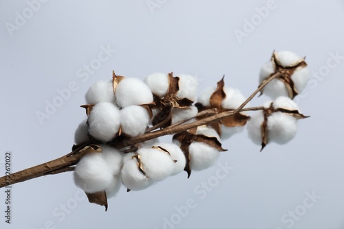 Beautiful cotton branch with fluffy flowers on light grey background, closeup