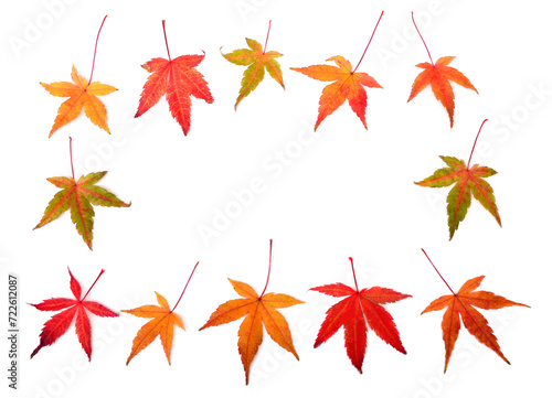 Collection autumn japanese maple leaf isolated on white background. Flat lay  top view