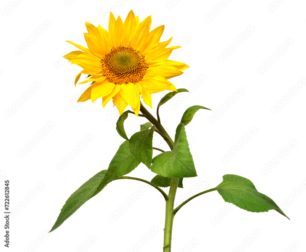 Obraz premium Sunflower isolated on white background. Sun symbol. Flowers yellow, agriculture. Seeds and oil