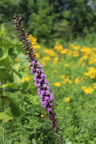 Leaning prairie blazingstar at Wayside Woods in Morton Grove, Illinois photo