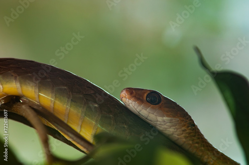 Boomslang Snake or Dispholidus typus photo