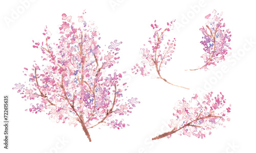 水彩画。水彩タッチの春の桜ベクターイラスト。Watercolor painting. Spring cherry blossom vector illustration with watercolor touch. Cherry blossoms with petals in full bloom. Japanese style cherry blossom illustration.
