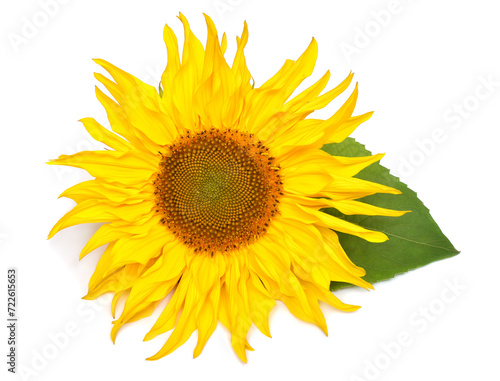 Sunflower head isolated on white background. Sun symbol. Flowers yellow, agriculture. Seeds and oil