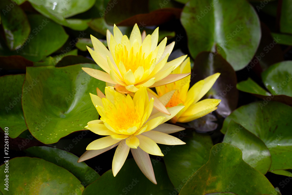 Beautiful water lily. Lotus flower with green leaves Beautiful water lily. Lotus flower with green leaves