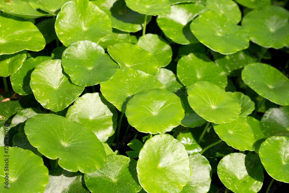 Centella asiatica (gotu kola). Herbal medicine plant Centella asiatica (gotu kola). Herbal medicine plant