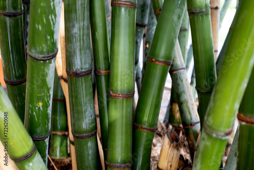 Fresh green bamboo tree in the garden