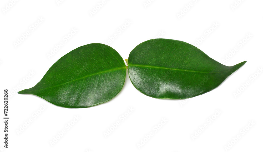 Obraz premium Two leaf isolated on white background